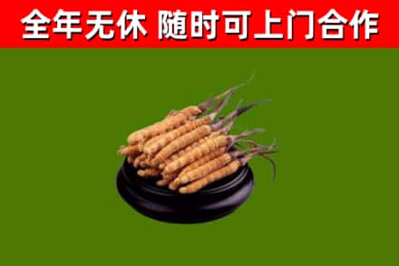 交城烟酒回收冬虫夏草.jpg