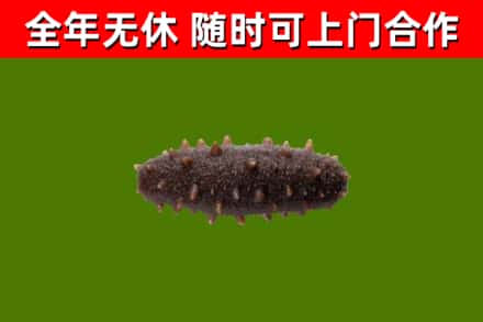 交城回收海参干